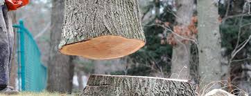 Best Firewood Processing and Delivery  in Runge, TX