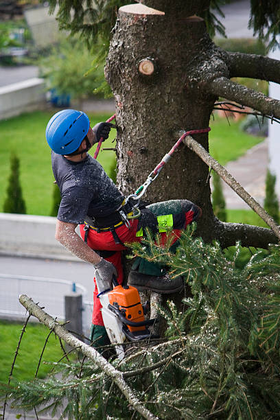 How Our Tree Care Process Works  in  Runge, TX