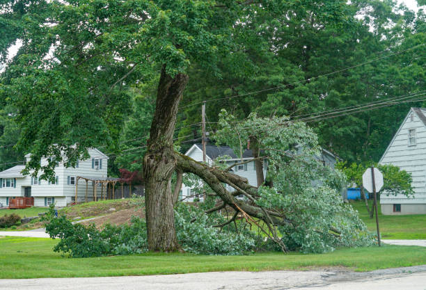 How Our Tree Care Process Works  in  Runge, TX