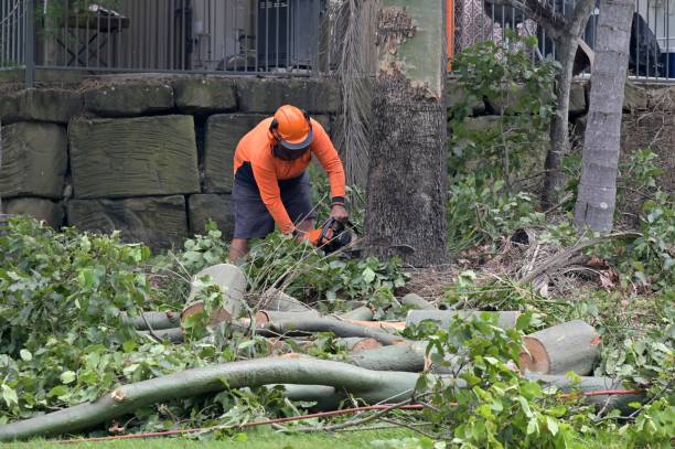 Best Commercial Tree Services  in Runge, TX